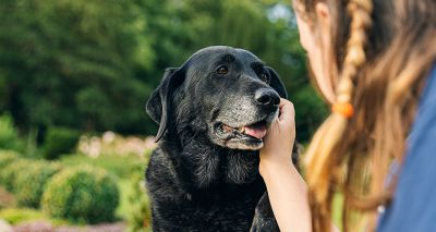 Dogs Trust urges potential pet owners to rehome an older dog